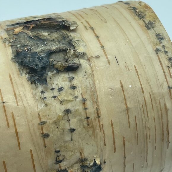 Large Candle Brown Tan Tree Trunk Log - Picture 8 of 11